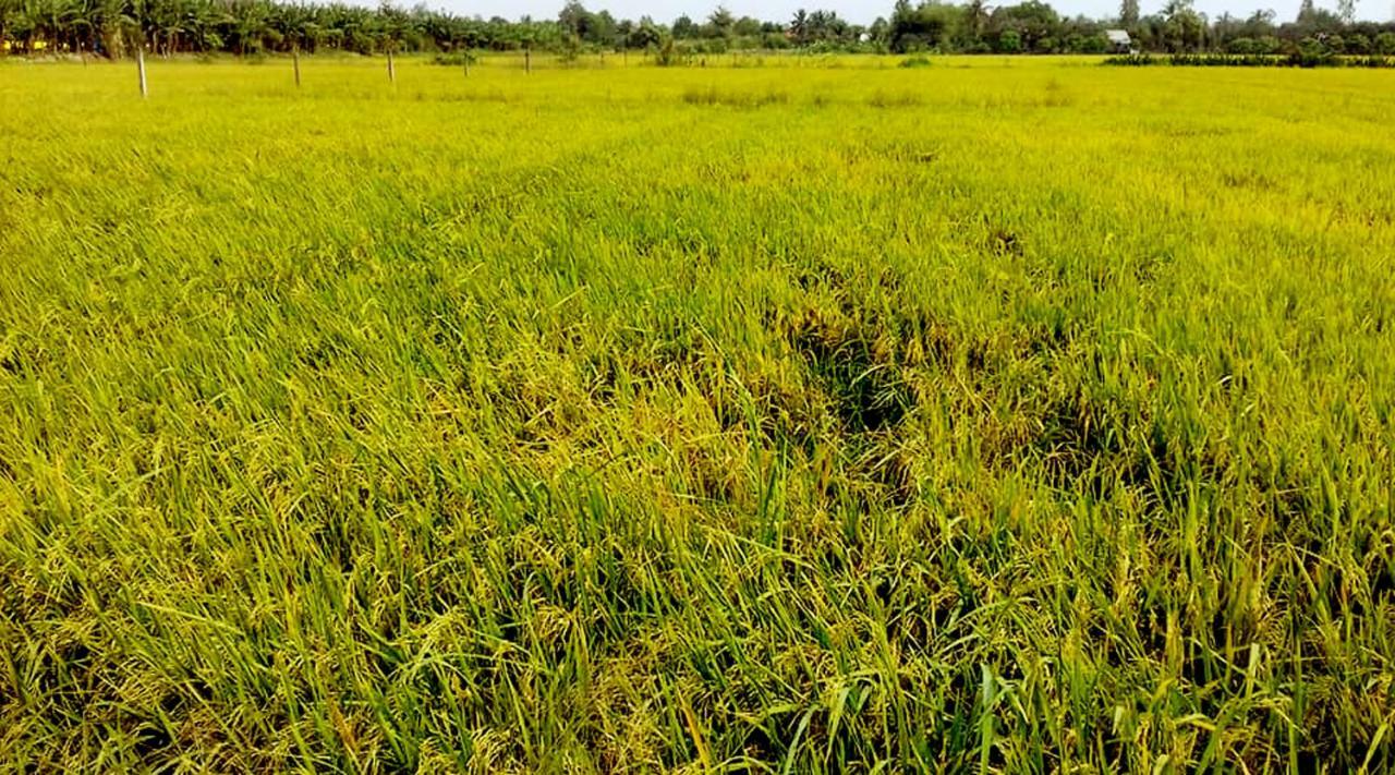 Farmer Homestay Can Tho Luaran gambar